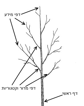 מבנה תוכן האתר כעץ אתר מבנה תוכן האתר כעץ - מדריך הקמת אתר